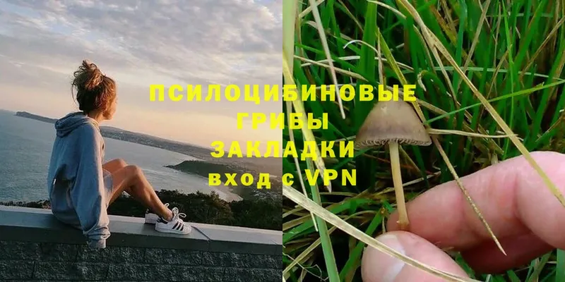 Псилоцибиновые грибы MAGIC MUSHROOMS  закладка  Калтан 